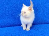 Mükemmel Bi̇r Di̇şi̇ Bulupoi̇nt Tesli̇me Hazirdir