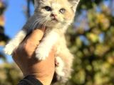 Show Kalite Ragdoll