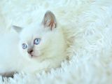 Harika Mavi Göz Blue Point British Shorthair