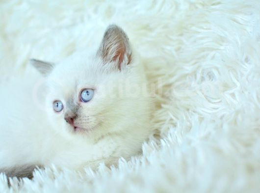 Harika Mavi Göz Blue Point British Shorthair görsel