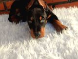 King Doberman Üst Kalite Yavrularımız