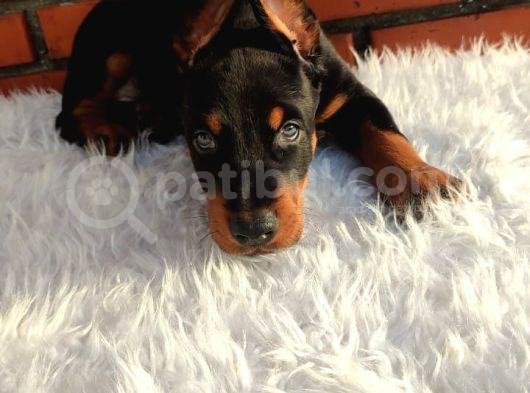 King Doberman Üst Kalite Yavrularımız görsel