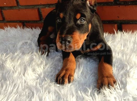 King Doberman Üst Kalite Yavrularımız