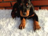 King Doberman Üst Kalite Yavrularımız