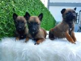 Özel Irk Belçika Malinois Kurdu Yavrularımız