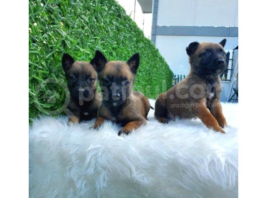 Özel Irk Belçika Malinois Kurdu Yavrularımız