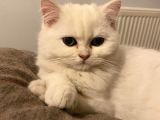 Scr 3 Aylık British Shorthair Beyaz