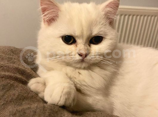 Scr 3 Aylık British Shorthair Beyaz görsel