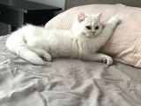 Scr 3 Aylık British Shorthair Beyaz