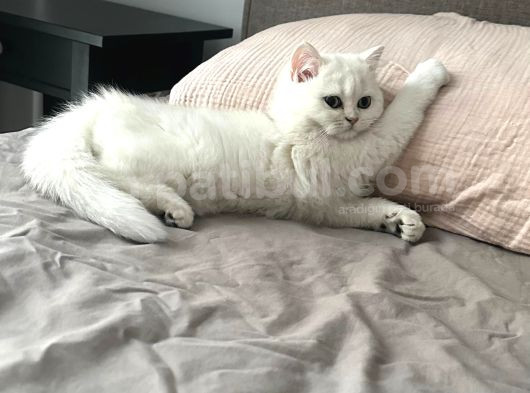 Scr 3 Aylık British Shorthair Beyaz görsel
