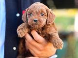 Maltipoo F2 Jenerasyon Orjinal Safkan Gerçek Garantili