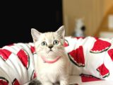 British Shorthair Lynx Point Yavru