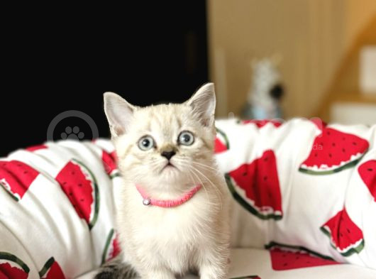 British Shorthair Lynx Point Yavru görsel