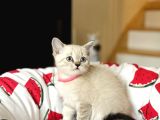 British Shorthair Lynx Point Yavru