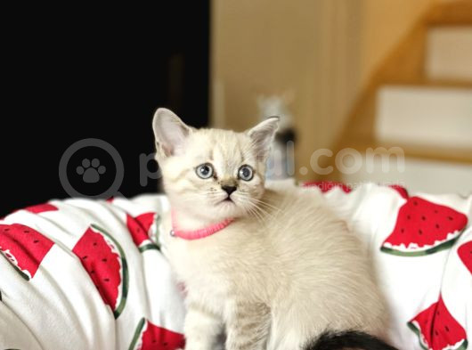 British Shorthair Lynx Point Yavru görsel