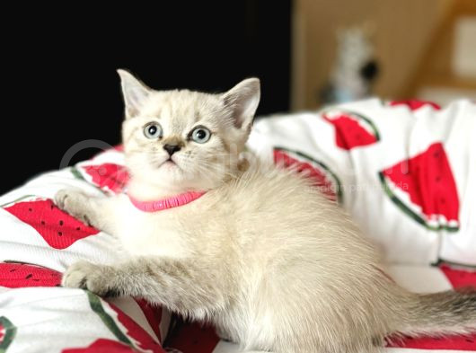 British Shorthair Lynx Point Yavru