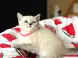 British Shorthair Lynx Point Yavru