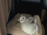 Scr 3 Aylık British Shorthair Beyaz