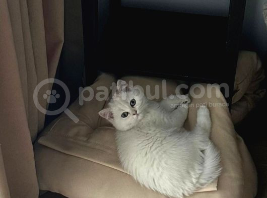 Scr 3 Aylık British Shorthair Beyaz görsel