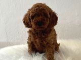 Sağlık ve ırk garantili poodle yavrularımız