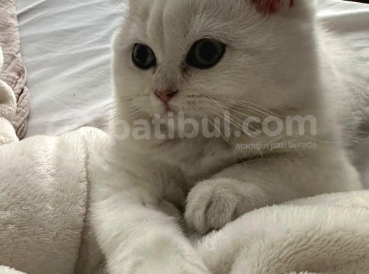 Scr 3 Aylık British Shorthair Beyaz