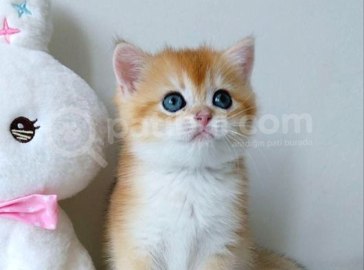 Türünün En Kalitelisi Golden Ny12 British Shorthair