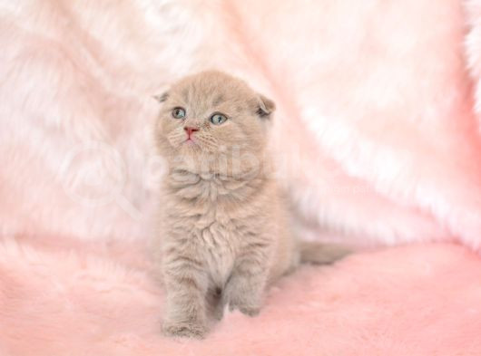 Top Kafa Lilac Scottish Fold