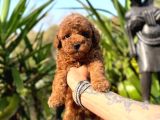 Türki̇yeni̇n Tek Gerçek Toy Poodle Bebekleri̇