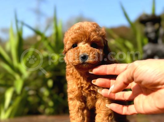 Türki̇yeni̇n Tek Gerçek Toy Poodle Bebekleri̇ görsel