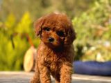 TÜRKİYENİN TEK GERÇEK TOY POODLE BEBEKLERİ