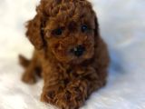 Türki̇yeni̇n Tek Gerçek Toy Poodle Bebekleri̇