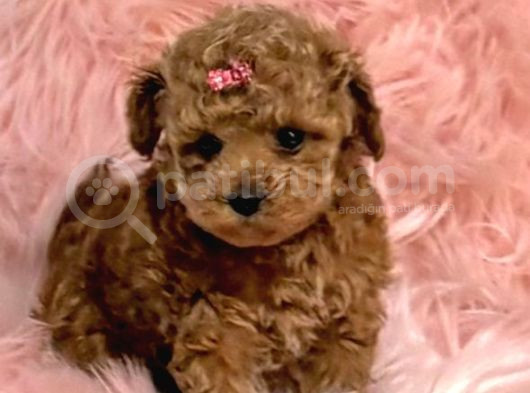 Red Braw Kıpkırmızı Ev Üretimi Tooy Poodle 