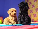 EŞSİZ GÜZELLİK VE KALİTELİ TOY POODLE YAVRULARI CANDOSTUMDA