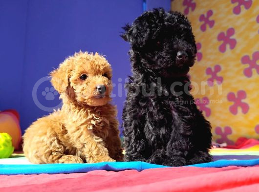 Eşsi̇z Güzelli̇k Ve Kali̇teli̇ Toy Poodle Yavrulari Candostumda