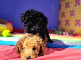 Eşsi̇z Güzelli̇k Ve Kali̇teli̇ Toy Poodle Yavrulari Candostumda