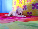 Dev Poodle Yavrularina Dev Kampanya Si̇zleri̇ Bekli̇yor