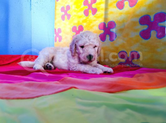 Dev Poodle Yavrularina Dev Kampanya Si̇zleri̇ Bekli̇yor görsel