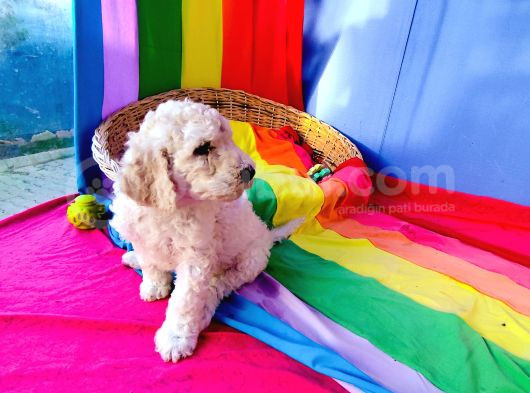 Dev Poodle Yavrularina Dev Kampanya Si̇zleri̇ Bekli̇yor görsel