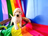 Dev Poodle Yavrularina Dev Kampanya Si̇zleri̇ Bekli̇yor