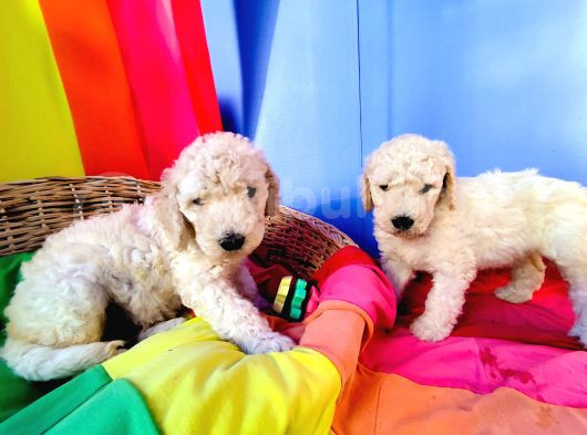 Dev Poodle Yavrularina Dev Kampanya Si̇zleri̇ Bekli̇yor görsel