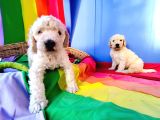 DEV POODLE YAVRULARINA DEV KAMPANYA SİZLERİ BEKLİYOR