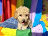 Eşsi̇z Güzelli̇k Ve Kali̇teli̇ Toy Poodle Yavrulari Candostumda