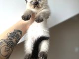 British Shorthair Chocolate Point Yavrular
