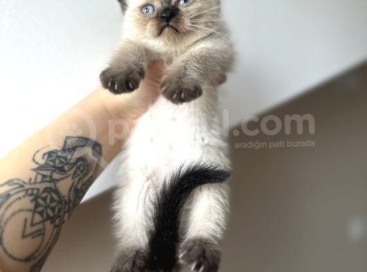 British Shorthair Chocolate Point Yavrular görsel