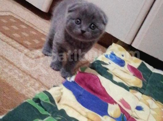 Şhow Kalite Bebekler görsel