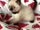 British Shorthair Chocolate Point Yavrular