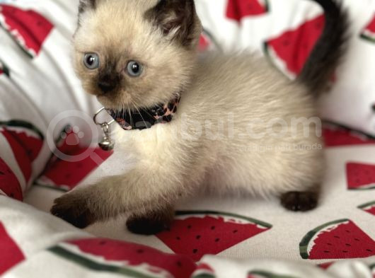 British Shorthair Chocolate Point Yavrular görsel