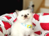 British Shorthair Chocolate Point Yavrular