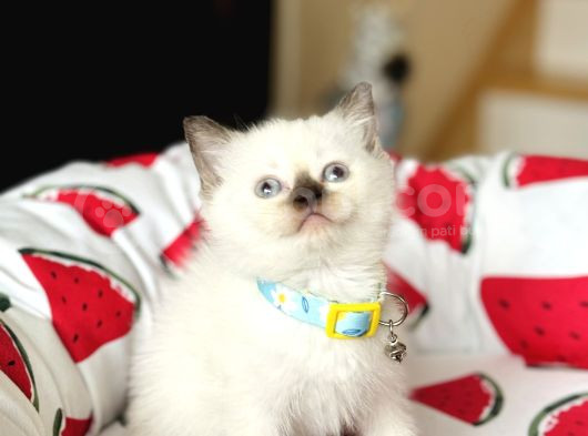 British Shorthair Chocolate Point Yavrular görsel