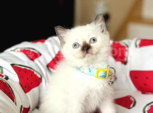 British Shorthair Chocolate Point Yavrular